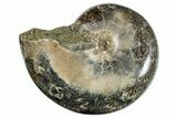 Polished Ammonite (Phylloceras?) Fossil - Madagascar #262113-1